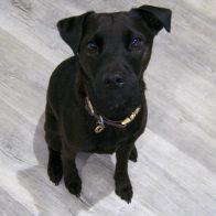 Patrick the Patterdale