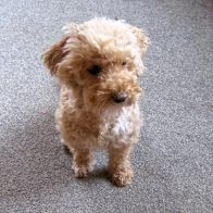 Valentine the Poochon