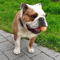 Bonnie with Orange Ball