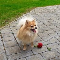 Clyde with Red Ball