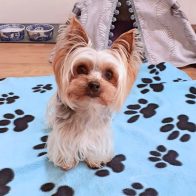 Lexie the Miniature Yorkie