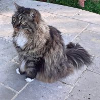 Freya the Norwegian Forest Cat