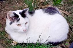 Reggie the White and Black Cat