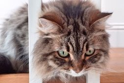Siggy Looking through the Banister