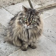 Siggy the Norwegian Forest Cat