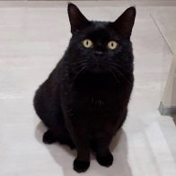 Onyx Waiting for Lunch