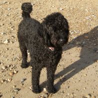Bertie the Goldendoodle