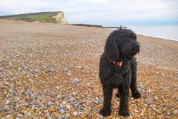 Bertie on Seaford Beach