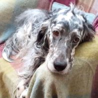 Juno the English Setter