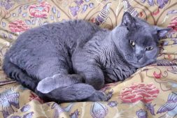 Bertie the British Blue Cat