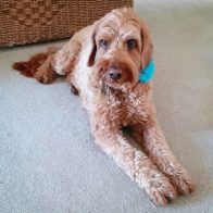 Indie the Australian Labradoodle