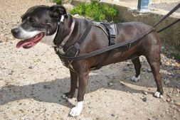 Betty at St Margaret's Bay