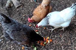 Chickens Eating Fruit and Veg