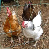 Chickens in the Coop