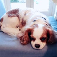 Alfie the Cavalier King Charles Spaniel