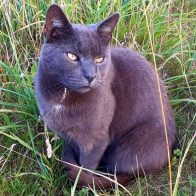 Arthur Sitting in the Field
