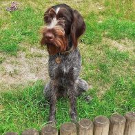 Zola Sitting on the Grass