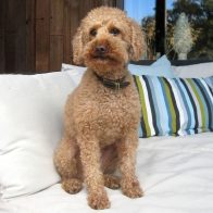 Barney the Miniature Poodle