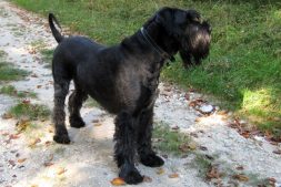 Luna the Giant Schnauzer