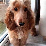 Waffle the Cocker Spaniel