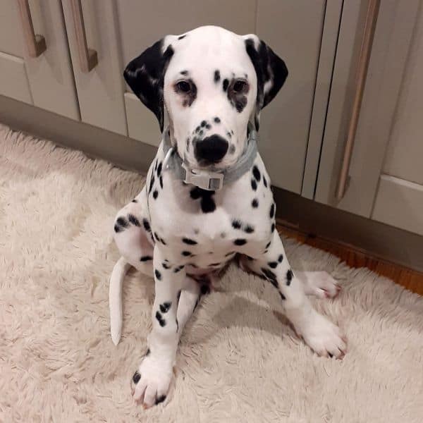 Pumpkin the Dalmatian Puppy