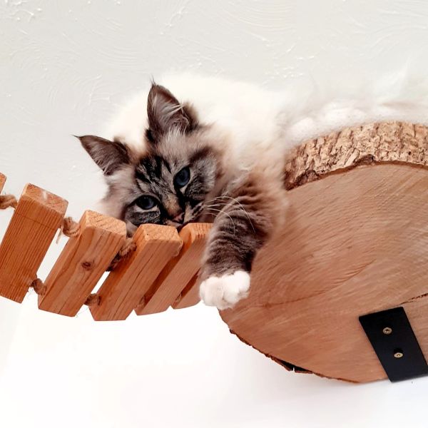 Aura the Birman Cat