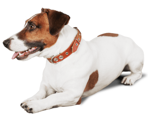 Reviews JRT